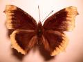 Nymphalis antiopa.HYGIAEA ABERRATION (Internet Image property of respective owner, non-commercial use only)